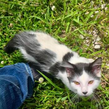 Moo 2313 -  Domestic Medium Hair Cat for Adoption in Kansas City, Missouri - Moo 2313 | PetCurious