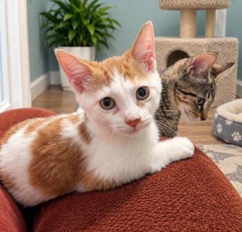 Nicki MD -  American Shorthair Cat for Adoption - Nicki MD | PetCurious