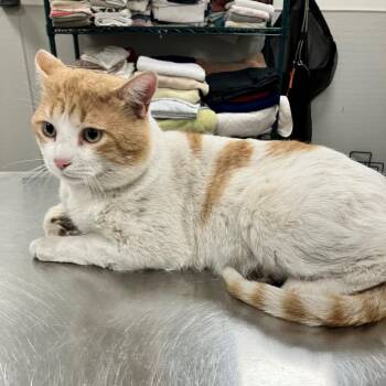 Domestic Short Hair Cats Available for Adoption - Ginger | PetCurious
