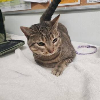 Rescue Domestic Short Hair Cats for Adoption in Camarillo, California - HANA | PetCurious