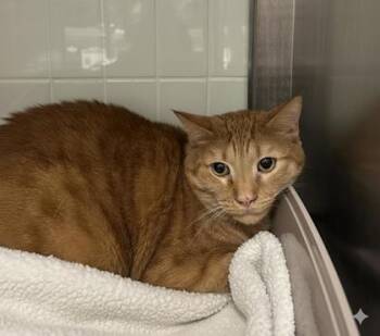 Domestic Short Hair Cats Available for Adoption - Honeycomb | PetCurious