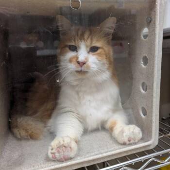 Domestic Short Hair Cats Available for Adoption in Reno, Nevada - Elroy | PetCurious