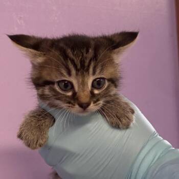 Domestic Short Hair Cats Available for Adoption in Redwood Valley, California - Drizzle | PetCurious