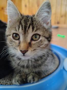Mavis -  Tabby and Domestic Short Hair Cat Available for Adoption in Montour Falls, New York - Mavis | PetCurious
