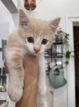 Domestic Short Hair and Tabby Cats Available for Adoption in New York, New York - Honeycomb | PetCurious