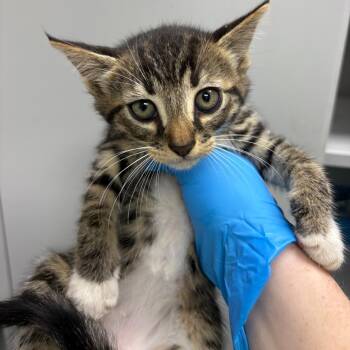 Tommy -  Domestic Short Hair Cat for Adoption in Columbiana, Alabama - Tommy | PetCurious