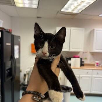 Rescue Domestic Short Hair Cats for Adoption in Austin, Texas - Hot Honey 29 | PetCurious