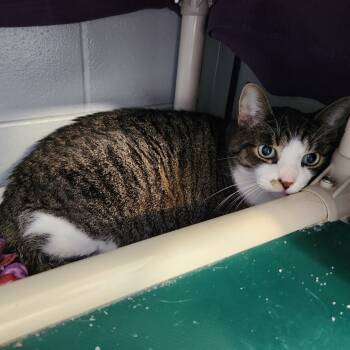 Rescue Domestic Short Hair Cats for Adoption in Walker, Michigan - Edward | PetCurious