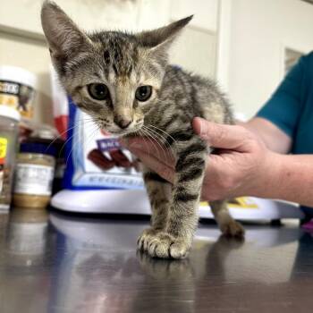 Tigger -  Domestic Short Hair Cat for Adoption in Donalsonville, Georgia - Tigger | PetCurious