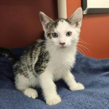 Monkey -  Domestic Short Hair Cat for Adoption in Janesville, Wisconsin - Monkey | PetCurious