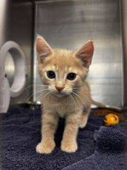 Jeremy -  Domestic Short Hair Cat for Adoption in Roseville, California - Jeremy | PetCurious