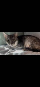 Phoenix- Companion To Saige -  Domestic Short Hair Cat for Adoption in Stratham, New Hampshire - Phoenix- Companion To Saige | PetCurious