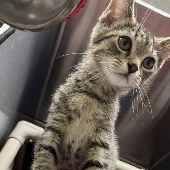 Domestic Short Hair Cats Available for Adoption in Detroit Lakes, Minnesota - Dokie | PetCurious
