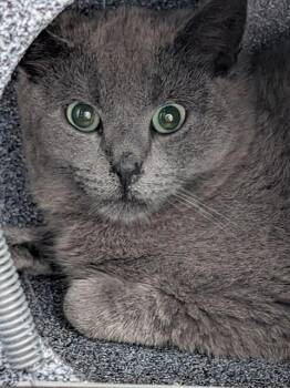 Domestic Short Hair Cats Available for Adoption - GOOFY | PetCurious