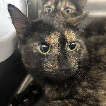 Domestic Short Hair Cats Available for Adoption - Lyra | PetCurious