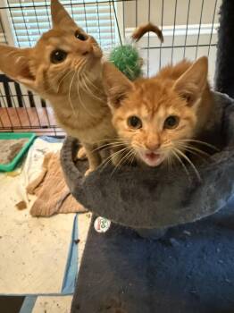 Poppy -  Domestic Short Hair Cat for Adoption in Emporia, Kansas - Poppy | PetCurious