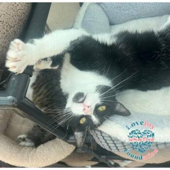 Donna -  Domestic Short Hair Cat for Adoption in Inglewood, California - Donna | PetCurious
