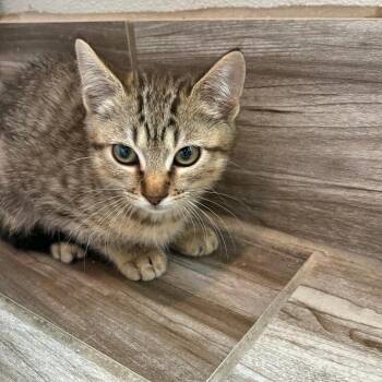 Sporty Spice -  Domestic Short Hair Cat for Adoption in West Des Moines, Iowa - Sporty Spice | PetCurious