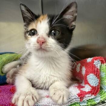 Gravy -  Domestic Short Hair Cat for Adoption in Galveston, Texas - Gravy | PetCurious