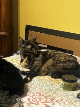Laleh -  Tortoiseshell Cat for Adoption in Phoenix, Arizona - Laleh | PetCurious