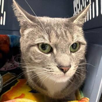 Domestic Short Hair Cats Available for Adoption in Walden, New York - Lona | PetCurious