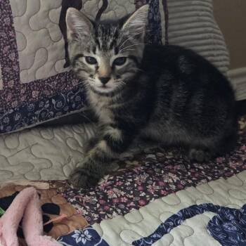 Jazz -  Domestic Short Hair Cat for Adoption in League City, Texas - Jazz | PetCurious