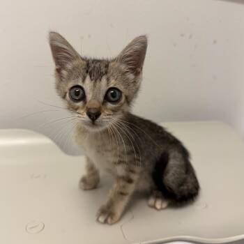 Martina -  Domestic Short Hair Cat for Adoption in Edinburg, Texas - Martina | PetCurious