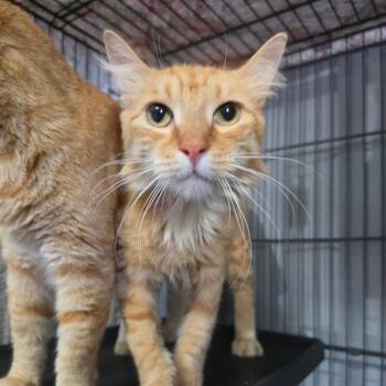Mittens - Chino Hills Location -  Domestic Medium Hair Cat for Adoption in Chino Hills, California - Mittens - Chino Hills Location | PetCurious