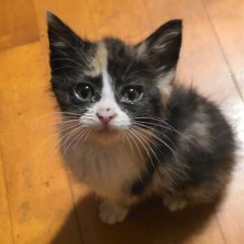 Ripley C12605 -  Domestic Short Hair Cat for Adoption - Ripley C12605 | PetCurious