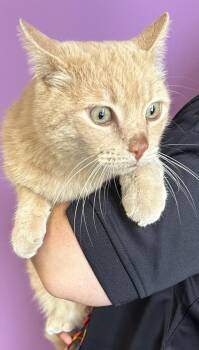 *Flambo* -  Domestic Short Hair Cat for Adoption in Salt Lake City, Utah - *Flambo* | PetCurious