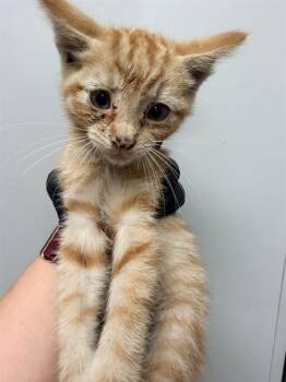 TOMMY - NEEDS A FOSTER -  Domestic Short Hair Cat for Adoption in Ontario, California - TOMMY - NEEDS A FOSTER | PetCurious