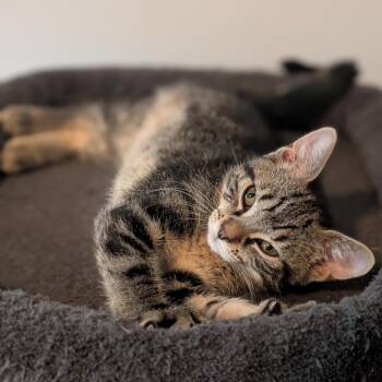 Mulberry -  Domestic Short Hair Cat for Adoption in Middleton, Wisconsin - Mulberry | PetCurious
