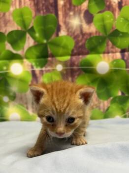 Domestic Short Hair Cats Available for Adoption in San Antonio, Texas - Novel | PetCurious