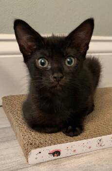 Shelia -  Domestic Short Hair Cat for Adoption in Zephyrhills, Florida - Shelia | PetCurious