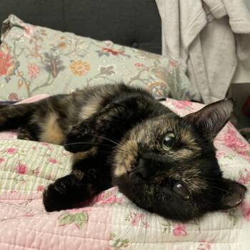 Rescue Domestic Short Hair Cats for Adoption - Toucan | PetCurious