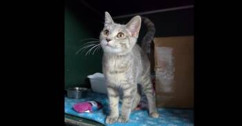Mermaid -  Domestic Short Hair Cat for Adoption in Mishawaka, Indiana - Mermaid | PetCurious