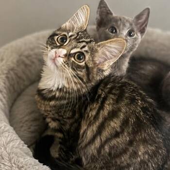 Whimsy -  Tabby and Domestic Medium Hair Cat for Adoption in Antioch, California - Whimsy | PetCurious