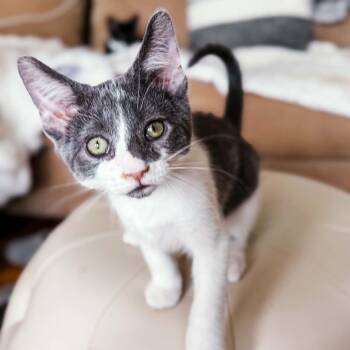 Archie -  Domestic Short Hair Cat for Adoption in Grand Rapids, Michigan - Archie | PetCurious