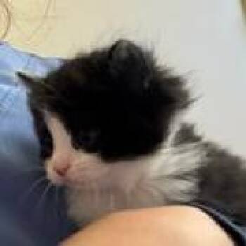 Anyolite -  Domestic Short Hair Cat for Adoption in Burlington, Ontario - Anyolite | PetCurious