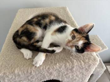 TINY -  Domestic Short Hair Cat for Adoption in Burbank, California - TINY | PetCurious