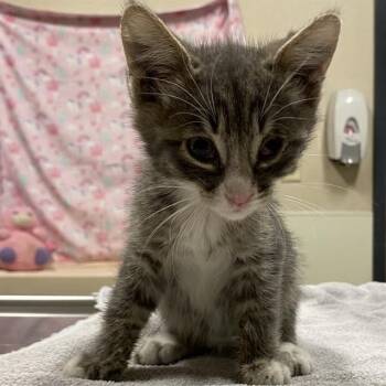 A613962 -  Domestic Short Hair Cat for Adoption in Modesto, California - A613962 | PetCurious