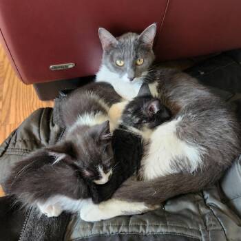 Domestic Short Hair Cats Available for Adoption in Layton, Utah - Lenora Dove | PetCurious