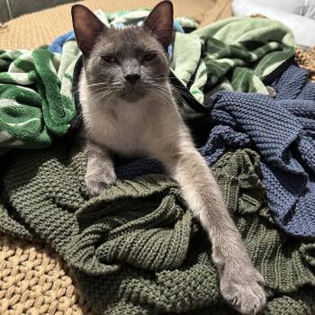 Stumpy -  Siamese Cat for Adoption in Long Beach, Mississippi - Stumpy | PetCurious