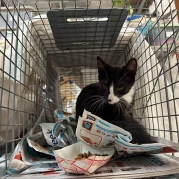 0926-17 Peeps -  Domestic Short Hair Cat for Adoption in Abingdon, Maryland - 0926-17 Peeps | PetCurious