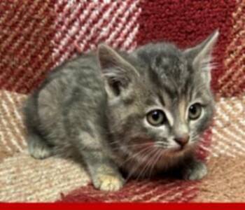 Domestic Short Hair Cats Available for Adoption - Sweet | PetCurious