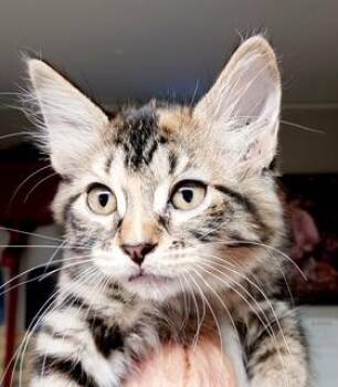 Abilene -  Domestic Medium Hair Cat for Adoption in Bulverde, Texas - Abilene | PetCurious