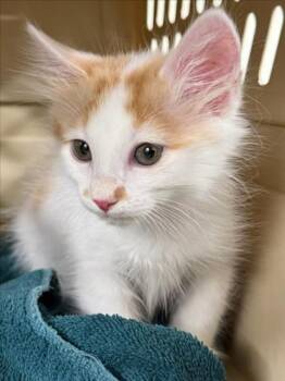 A229287 -  Domestic Short Hair Cat for Adoption in Woodland, California - A229287 | PetCurious