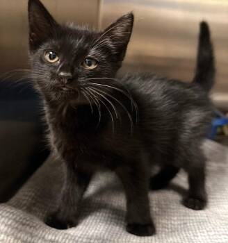 Chalice -  Domestic Short Hair Cat for Adoption in Ocala, Florida - Chalice | PetCurious