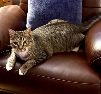 Rescue Domestic Short Hair Cats for Adoption in Spring, Texas - Jake - Riley Fuzzel FH DW | PetCurious