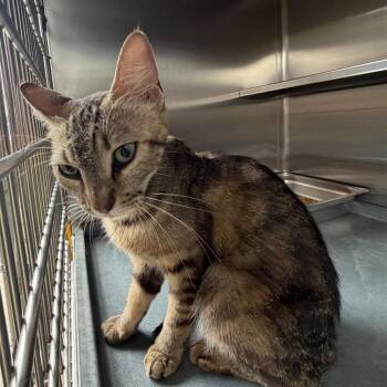 Swirly -  Domestic Short Hair Cat for Adoption in Edinburg, Texas - Swirly | PetCurious